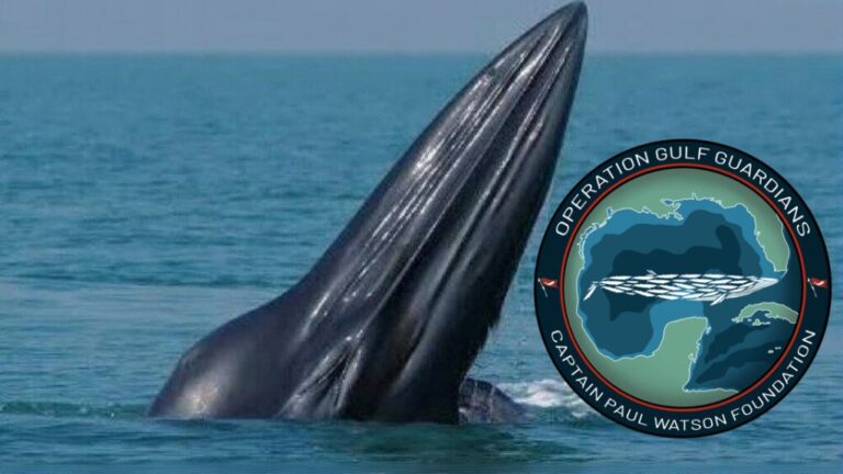 Gulf Guardians Captain Paul Watson Foundation